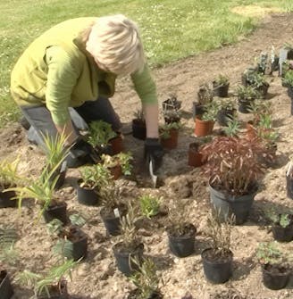 Plant staudene Plant staudene